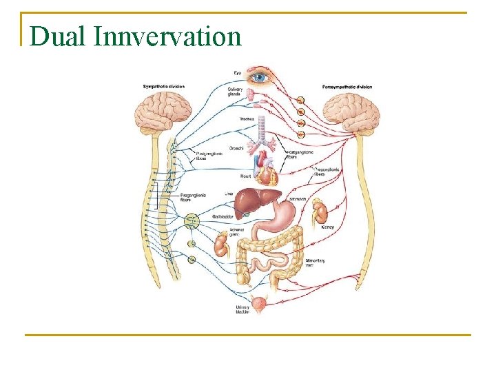 Dual Innvervation 