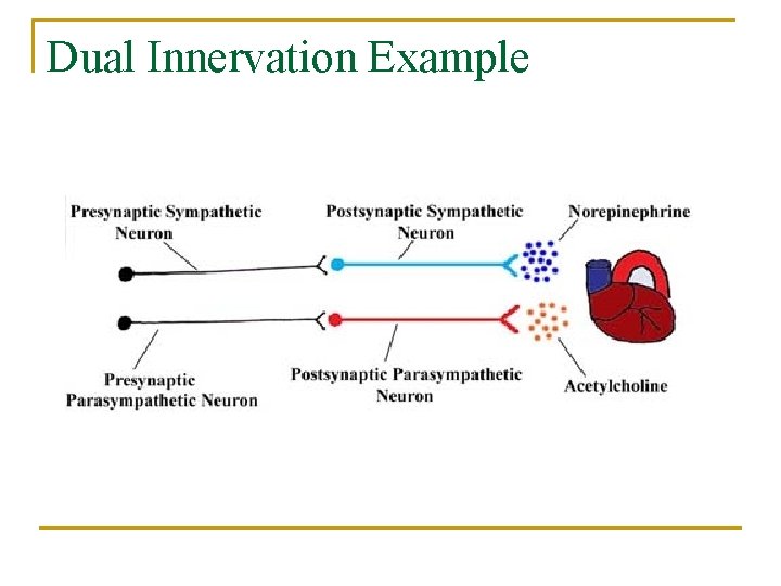 Dual Innervation Example 