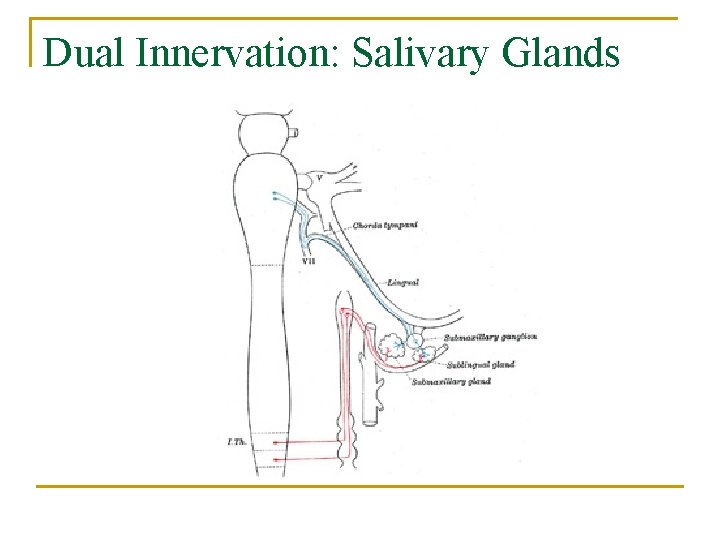 Dual Innervation: Salivary Glands 