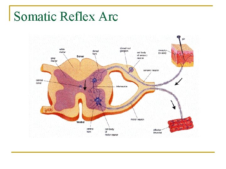 Somatic Reflex Arc 