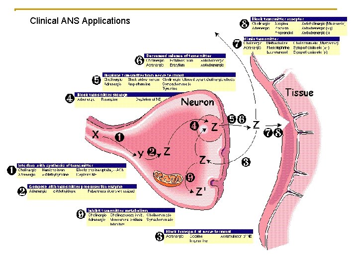 Clinical ANS Applications 