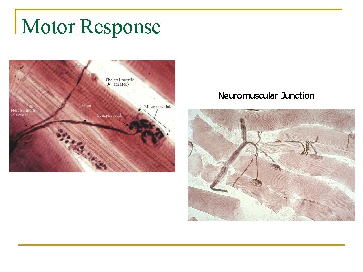 Motor Response Neuromuscular Junction 