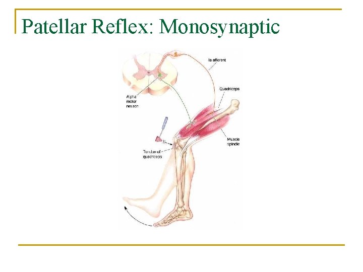 Patellar Reflex: Monosynaptic 