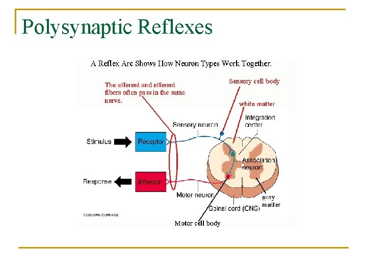 Polysynaptic Reflexes 