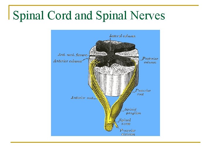 Spinal Cord and Spinal Nerves 