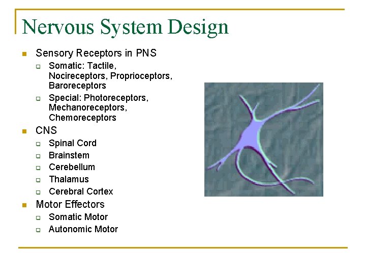 Nervous System Design n Sensory Receptors in PNS q q n CNS q q