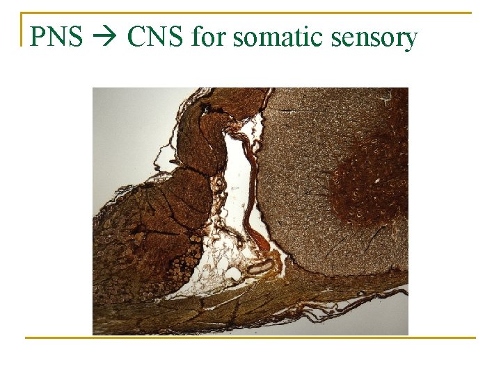 PNS CNS for somatic sensory 
