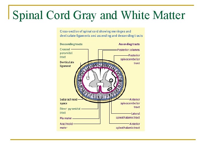 Spinal Cord Gray and White Matter 