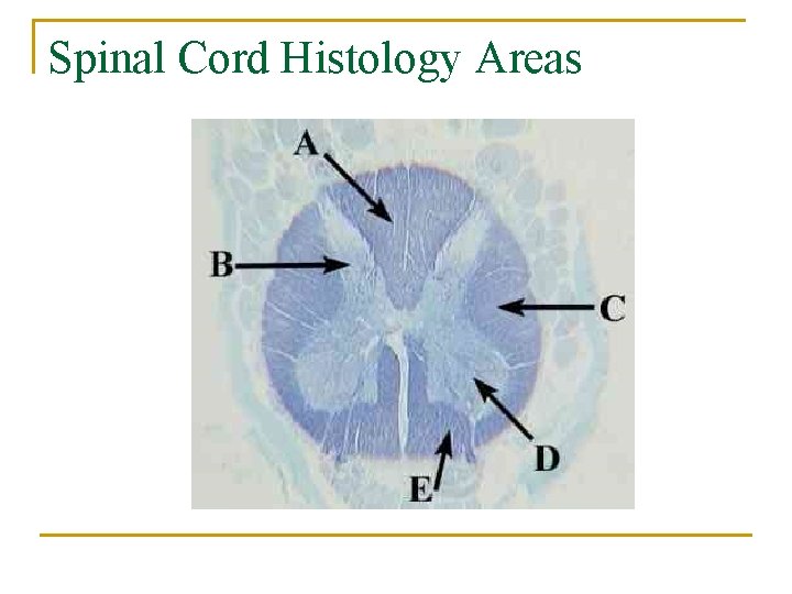 Spinal Cord Histology Areas 