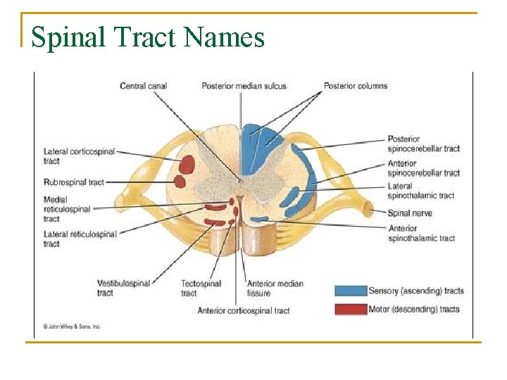 Spinal Tract Names 