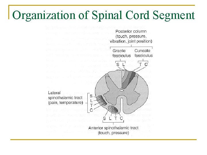 Organization of Spinal Cord Segment 