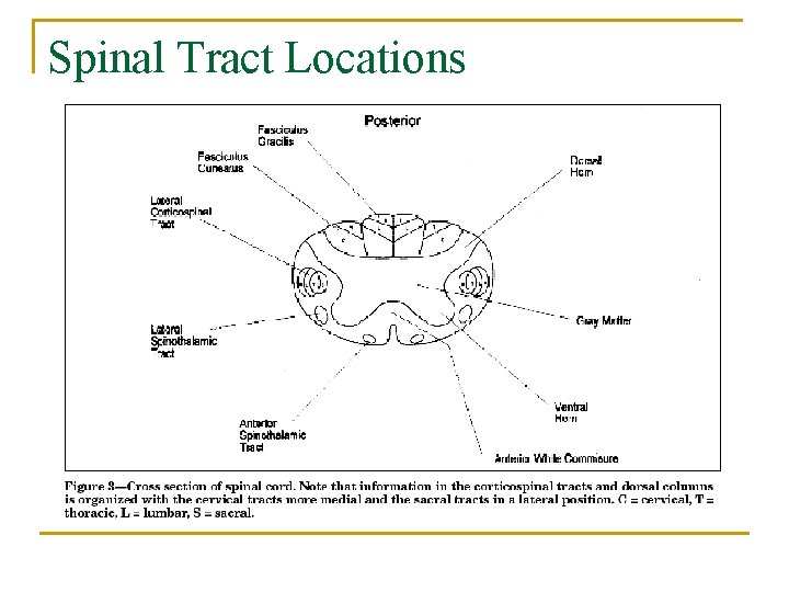 Spinal Tract Locations 