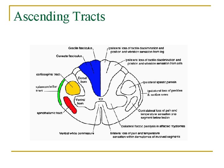 Ascending Tracts 