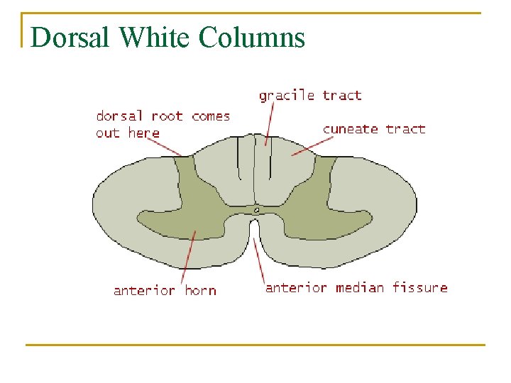Dorsal White Columns 