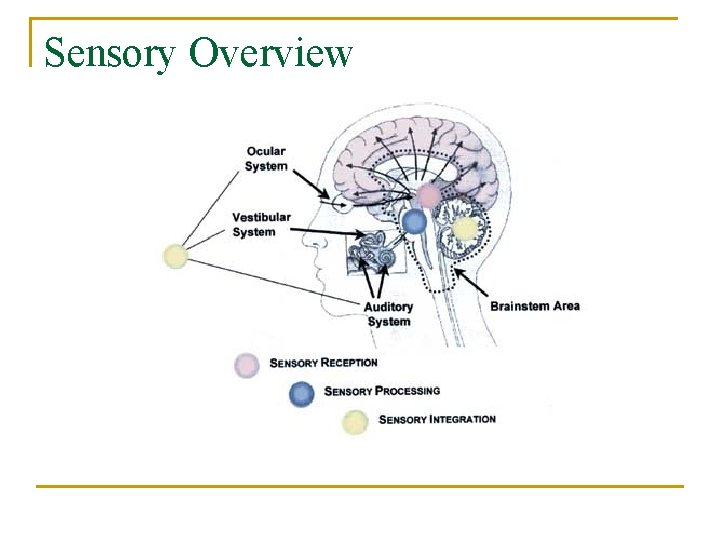 Sensory Overview 