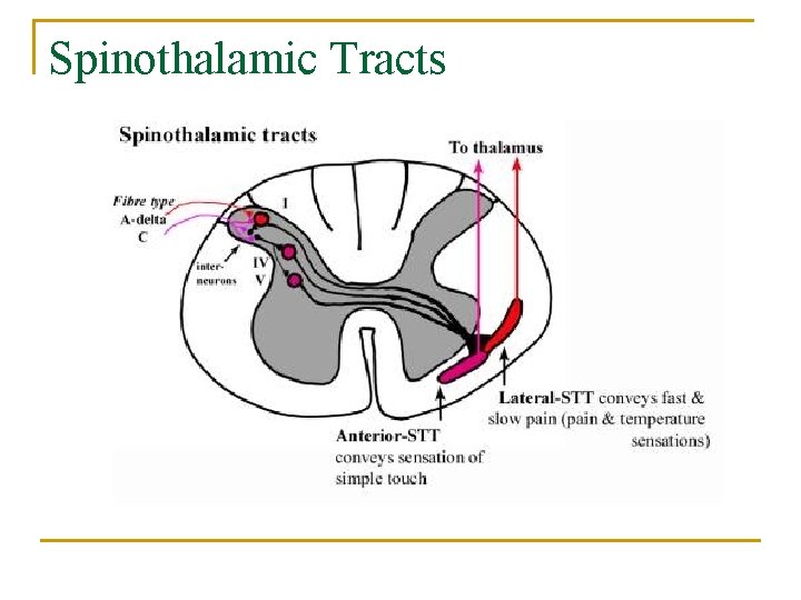 Spinothalamic Tracts 