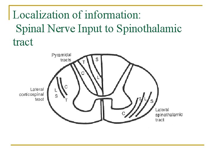Localization of information: Spinal Nerve Input to Spinothalamic tract 