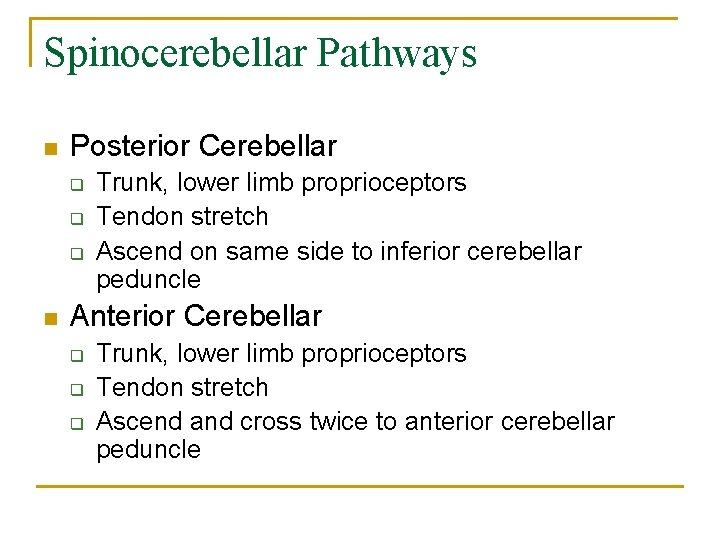 Spinocerebellar Pathways n Posterior Cerebellar q q q n Trunk, lower limb proprioceptors Tendon