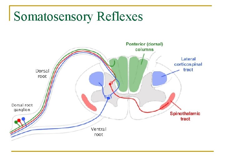 Somatosensory Reflexes 