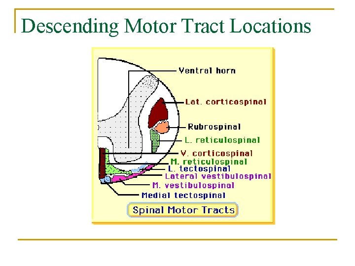 Descending Motor Tract Locations 