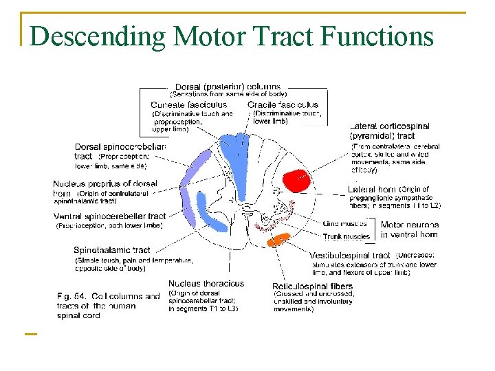 Descending Motor Tract Functions 