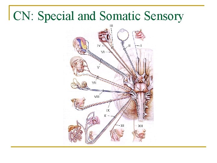 CN: Special and Somatic Sensory 