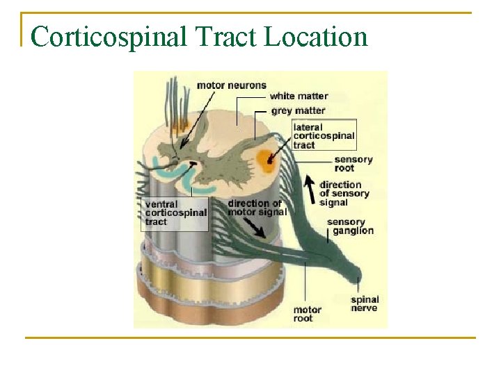 Corticospinal Tract Location 