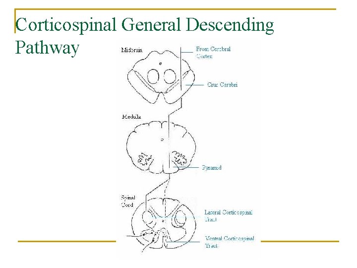 Corticospinal General Descending Pathway 