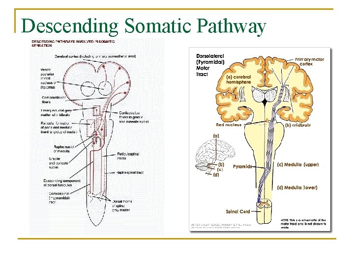 Descending Somatic Pathway 