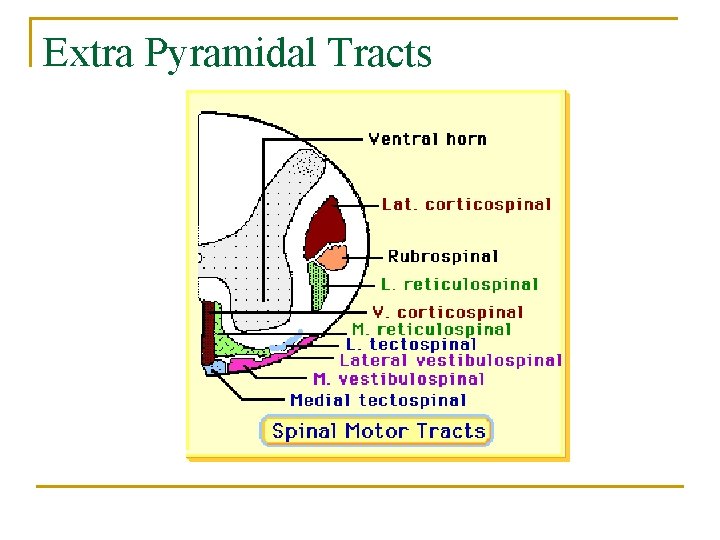 Extra Pyramidal Tracts 