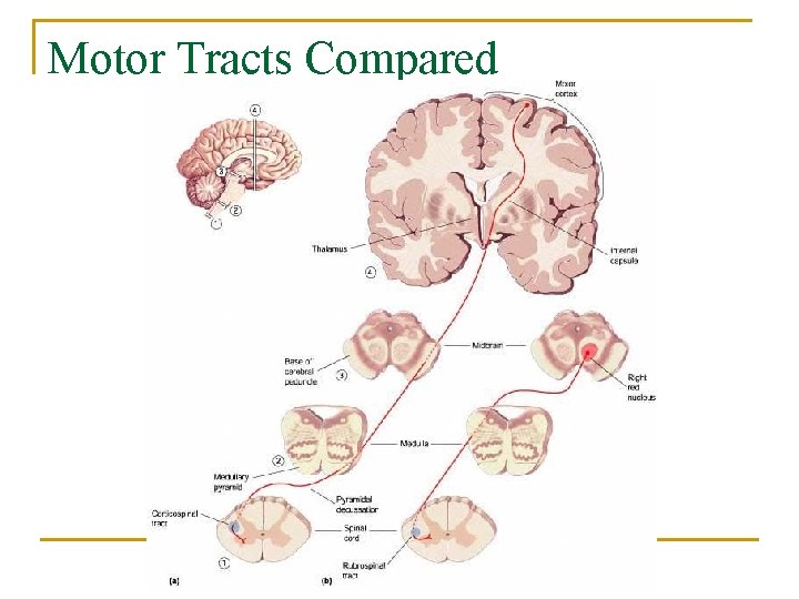 Motor Tracts Compared 