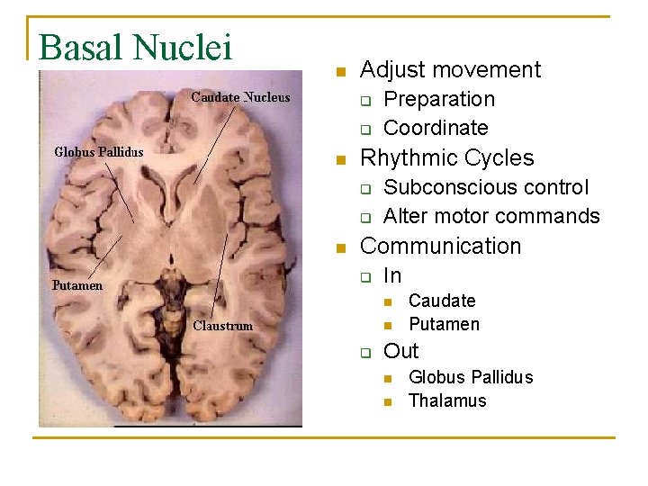 Basal Nuclei n Adjust movement q q n Rhythmic Cycles q q n Preparation