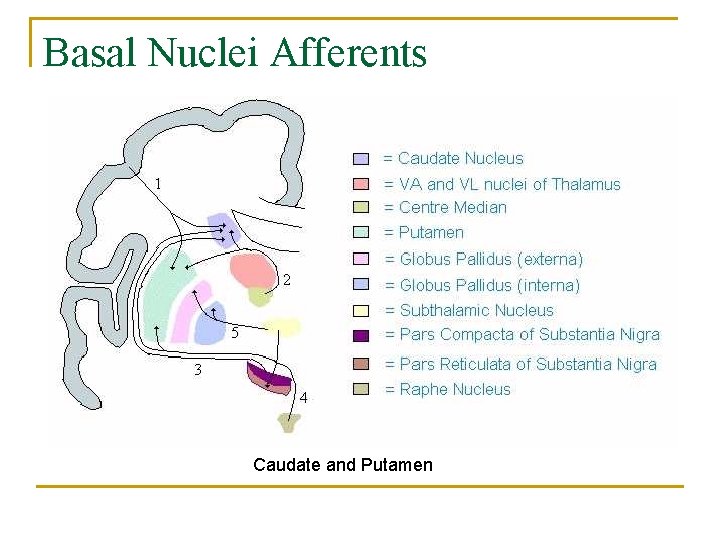 Basal Nuclei Afferents Caudate and Putamen 