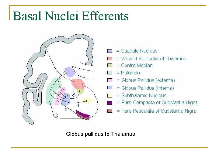Basal Nuclei Efferents Globus pallidus to Thalamus 