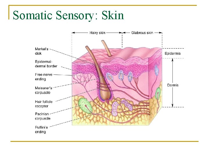 Somatic Sensory: Skin 