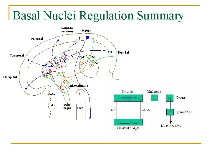 Basal Nuclei Regulation Summary 