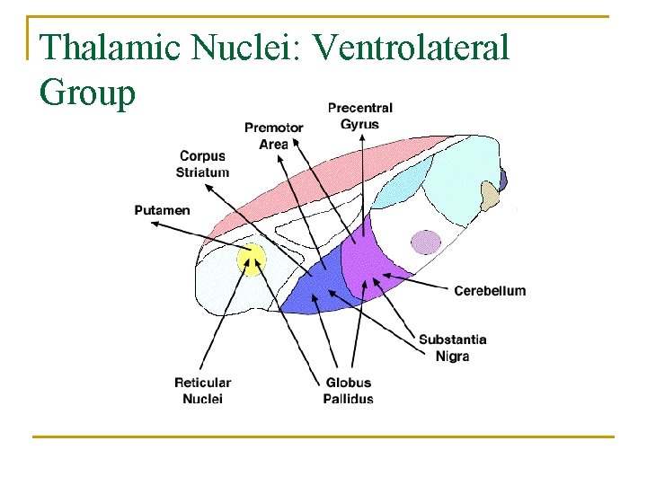 Thalamic Nuclei: Ventrolateral Group 