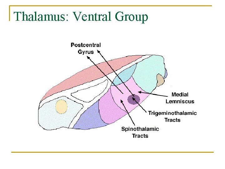Thalamus: Ventral Group 