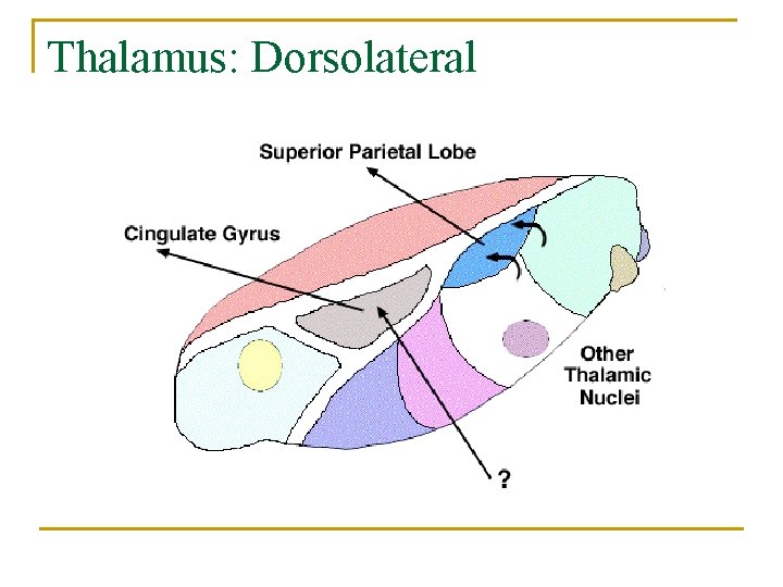 Thalamus: Dorsolateral 