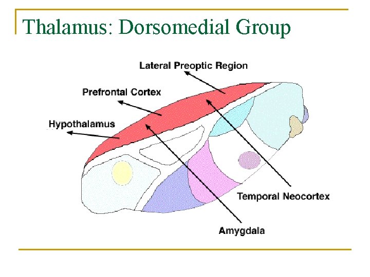 Thalamus: Dorsomedial Group 