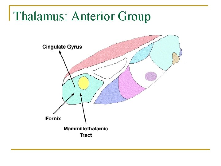 Thalamus: Anterior Group 
