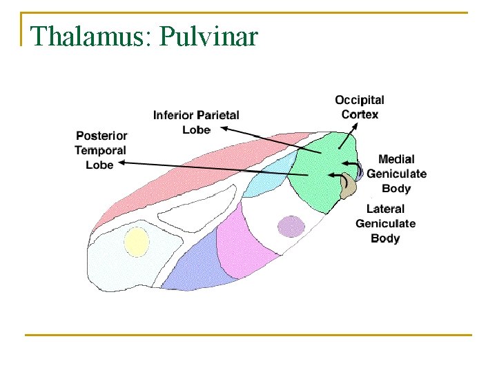 Thalamus: Pulvinar 