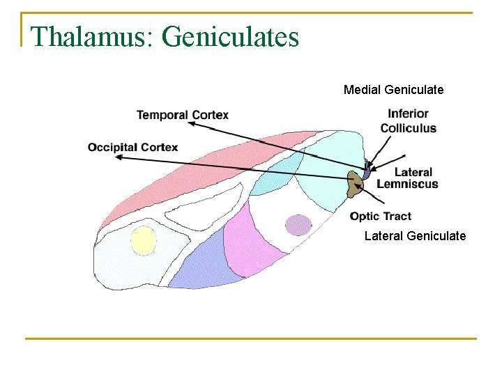 Thalamus: Geniculates Medial Geniculate Lateral Geniculate 