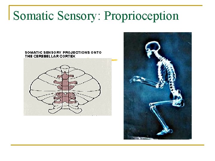 Somatic Sensory: Proprioception 