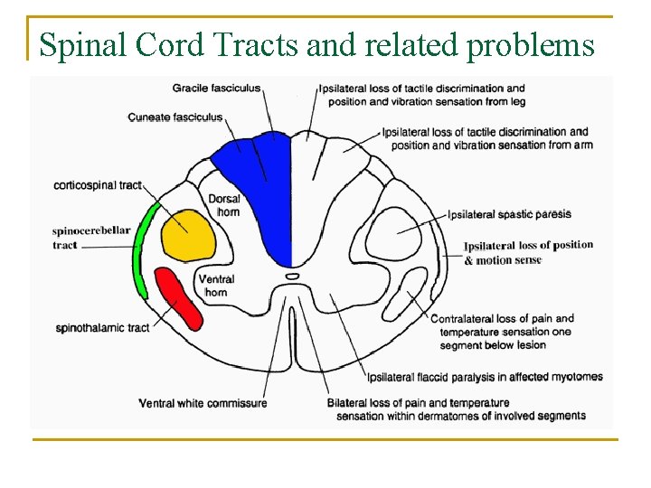 Spinal Cord Tracts and related problems 