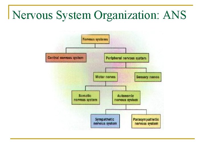 Nervous System Organization: ANS 