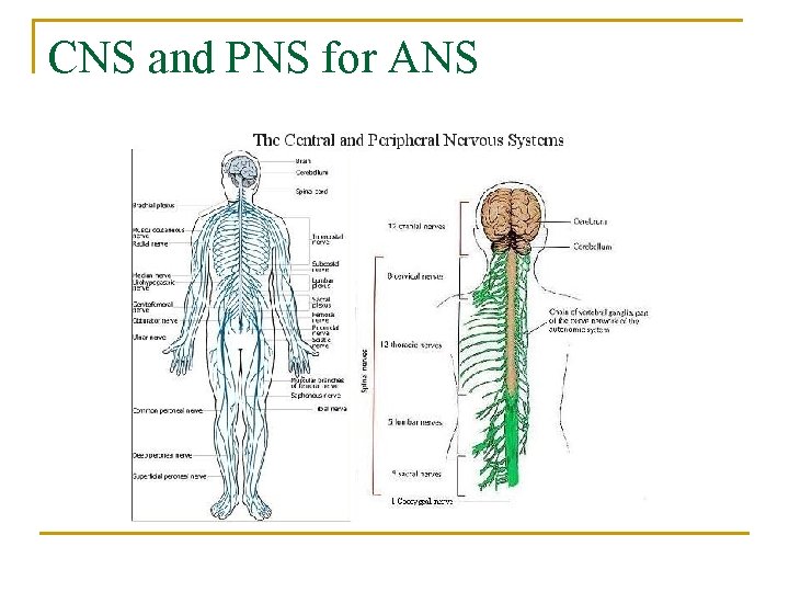 CNS and PNS for ANS 