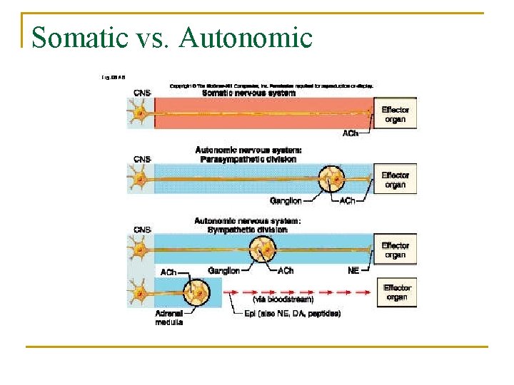Somatic vs. Autonomic 