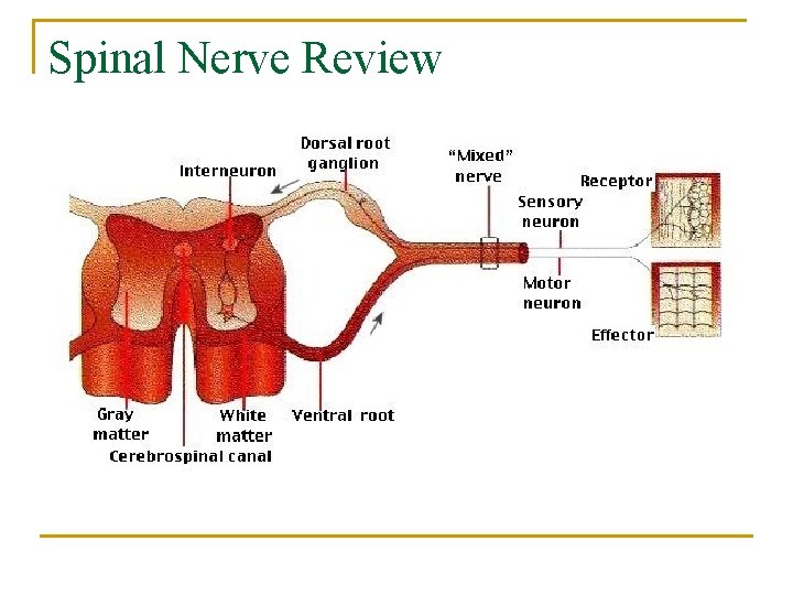 Spinal Nerve Review 