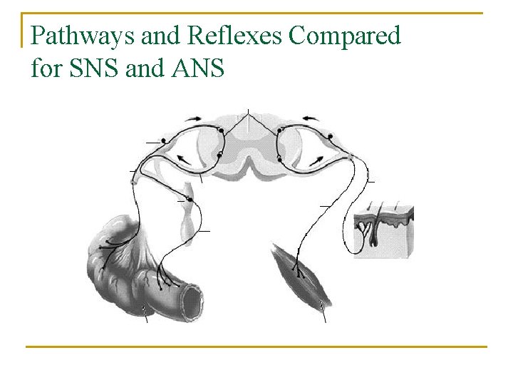 Pathways and Reflexes Compared for SNS and ANS 
